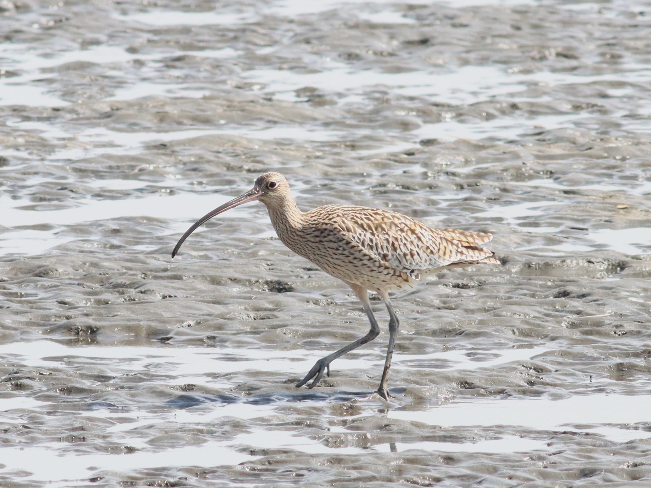 砂浜のホウロクシギ